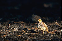 Coqui Francolin (francolinus coqui), South Africa -  Francolin à poitrine dorée (saf-bir-0246)