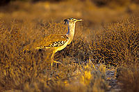 Kori Bustard (Ardeotis kori) - Outarde de Kori, Botswana (SAF-BIR-0020)