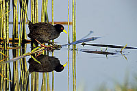 Black Crake (Amaurornis flavirostris) - Marouette à bec jaune, Botswana (SAF-BIR-0034)