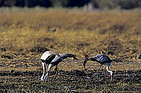 Wattled Crane (Bugeranus carunculatus) - Grue caronculée, Botswana (SAF-BIR-0050)