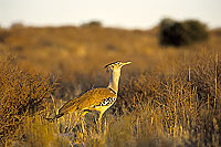 Kori Bustard (Ardeotis kori) - Outarde de Kori, Botswana (SAF-BIR-0082)