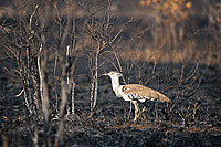 Kori Bustard (Ardeotis kori) - Outarde de Kori, Afrique du Sud (saf-bir-0291)
