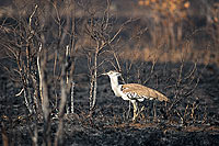 Kori Bustard (Ardeotis kori) - Outarde de Kori, Afrique du Sud (saf-bir-0291) Kori Bustard (Ardeotis kori) - Outarde de Kori, Afrique du Sud (saf-bir-0291)