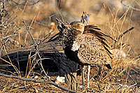 Redcrested Korhaan (Eupodotis ruficrista) - Outarde naine, Namibie (saf-bir-0293)