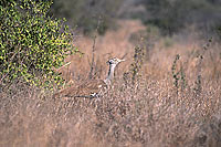 Kori Bustard (Ardeotis kori) - Outarde de Kori, Afrique du Sud (saf-bir-0295)