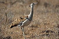 Kori Bustard (Ardeotis kori) - Outarde de Kori, Afrique du Sud (saf-bir-0303)