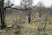 Kori Bustard (Ardeotis kori) - Outarde de Kori, Afrique du Sud (saf-bir-0304)