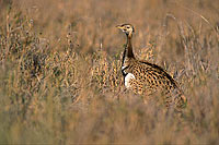 Blackbellied Korhaan (Eupodotis melanogaster) - Outarde à ventre noir, S. Africa (saf-bir-0306)