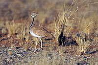 Rüppell's Korhaan (Eupodotis rueppellii) - Outarde de Rüppell, Namibie (saf-bir-0426)