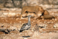 Kori Bustard and lions (Ardeotis kori) - Outarde de Kori et lions, Namibie (saf-bir-0468)