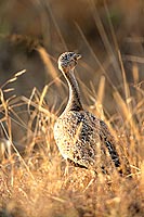 Redcrested Korhaan (Eudopotis ruficrista) - Outarde naine, Afrique du Sud (saf-bir-0513)