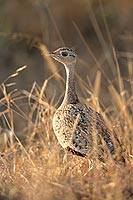 Redcrested Korhaan (Eupodotis ruficrista) - Outarde naine, Afrique du Sud (saf-bir-0518)