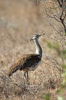 Kori Bustard (Ardeotis kori) - Outarde de Kori, Afrique du Sud (saf-bir-0520)