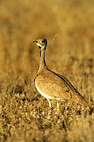 Rüppell's Korhaan (Eupodotis rueppellii) - Outarde de Rüppell, Namibie (saf-bir-0552) Rüppell's Korhaan (Eupodotis rueppellii) - Outarde de Rüppell, Namibie (saf-bir-0552)