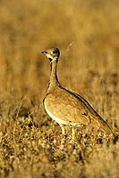 Rüppell's Korhaan (Eupodotis rueppellii) - Outarde de Rüppell, Namibie (saf-bir-0552)