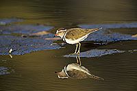 Threebanded plover, Botswana - Gravelot à triple collier (Charadrius tricollaris) (SAF-BIR-0004)