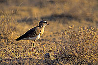 Crowned Plover (Vanellus coronatus) - Vanneau couronné, Afrique du sud (SAF-BIR-0023)