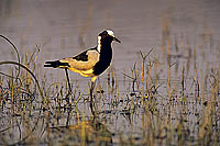 Blacksmith Plover (Vanellus armatus), Botswana - Vanneau armé (SAF-BIR-0048)