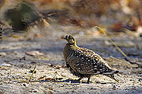 Doublebanded Sandgrouse (Pterocles bicinctus) - Ganga bibande, Botswana (SAF-BIR-0064)