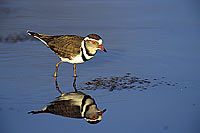 Threebanded plover, Botswana - Gravelot à triple collier (Charadrius tricollaris) (SAF-BIR-0096)