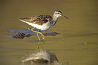 Wood Sandpiper (Tringa glareola) - Chevalier sylvain, Botswana (SAF-BIR-0098)