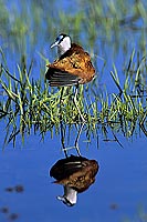 African Jacana (Actophilornis africanus), Botswana - Jacana africain (SAF-BIR-0151)