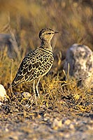 Doublebanded Courser (Rhinoptilus africanus), Namibia - Courvite à double collier (SAF-BIR-0157)