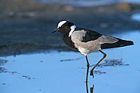 Blacksmith Plover (Vanellus armatus), Botswana - Vanneau armé (saf-bir-0307)