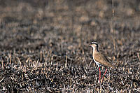 Crowned Plover (Vanellus coronatus) - Vanneau couronné, Afrique du sud (saf-bir-0308)