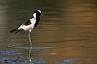 Blacksmith Plover (Vanellus armatus), Botswana - Vanneau armé (saf-bir-0311)