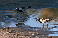 Blacksmith Plover (Vanellus armatus), Botswana - Vanneau armé (saf-bir-0314)