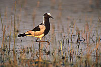 Blacksmith Plover (Vanellus armatus), Botswana - Vanneau armé (saf-bir-0315)