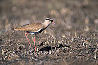 Crowned Plover (Vanellus coronatus) - Vanneau couronné, Afrique (saf-bir-0320)