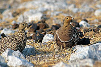 Namaqua Sandgrouse (Pterocles namaqua) - Ganga namaqua, Namibie (saf-bir-0342)