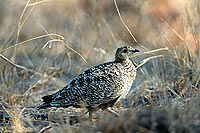 Doublebanded Sandgrouse (Pterocles bicinctus) - Ganga bibande, Botswana (saf-bir-0347) Doublebanded Sandgrouse (Pterocles bicinctus) - Ganga bibande, Botswana (saf-bir-0347)