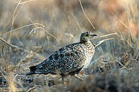 Doublebanded Sandgrouse (Pterocles bicinctus) - Ganga bibande, Botswana (saf-bir-0347)