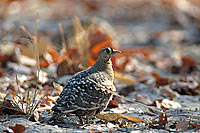 Doublebanded Sandgrouse (Pterocles bicinctus) - Ganga bibande, Botswana (saf-bir-0350)