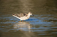 Ruff (Philomachus pugnax), Botswana - Combattant varié (saf-bir-0358)