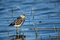 Wood Sandpiper (Tringa glareola) - Chevalier sylvain, Botswana (saf-bir-0361)