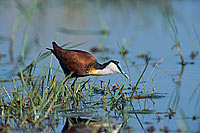 African Jacana (Actophilornis africanus), Botswana - Jacana africain (saf-bir-0364)