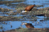 African Jacana (Actophilornis africanus), Botswana - Jacana africain (saf-bir-0365)