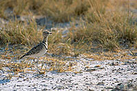 Doublebanded Courser (Rhinoptilus africanus), Namibia - Courvite à double collier (saf-bir-0368)