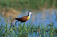 African Jacana (Actophilornis africanus), Botswana - Jacana africain (saf-bir-0370) African Jacana (Actophilornis africanus), Botswana - Jacana africain (saf-bir-0370)