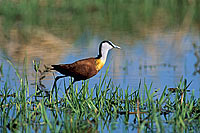 African Jacana (Actophilornis africanus), Botswana - Jacana africain (saf-bir-0370)