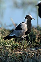 Blacksmith Plover (Vanellus armatus), Botswana - Vanneau armé (saf-bir-0522)