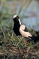 Blacksmith Plover (Vanellus armatus), Botswana - Vanneau armé (saf-bir-0523)