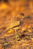 Water dikkop (Burhinus capensis) - Oedicnème vermiculé, Botswana (saf-bir-0524)