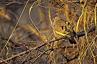 Greenspotted Dove (Turtur chalcospillos) - Tourterelle émeraudine, Af. du Sud (SAF-BIR-0012)