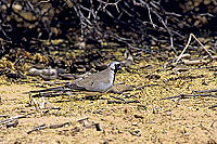 Namaqua Dove (Oena capensis) - Tourterelle masquée, Botswana. (SAF-BIR-0106)