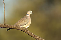 Cape Turtle Dove (Streptopelia capicola) - Tourterelle du Cap, Botswana (saf-bir-0339)